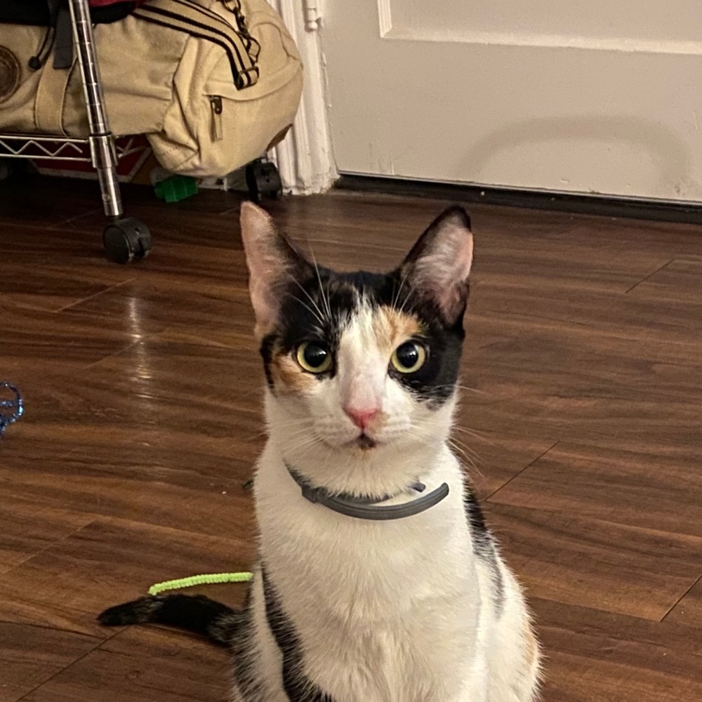 Meet your Posher, Lorin